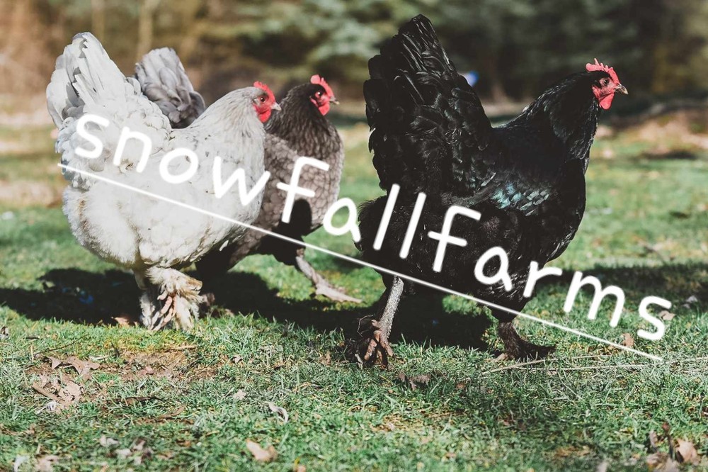 12pk *RARE* BBS Langshan Hatching Eggs