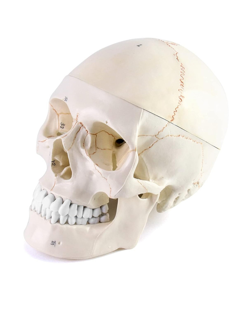 Human Skull and Brain Anatomy Model, 11 Parts, Life Size, Numbered, Anatomically