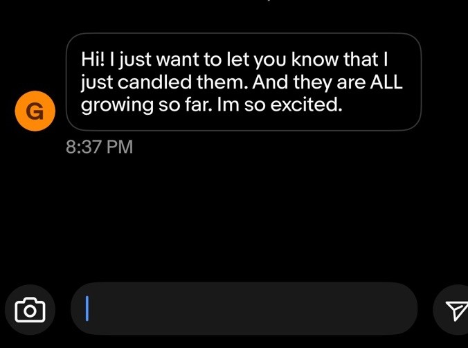 🍫 Chocolate/Mauve Silkie Hatching Eggs 1 Dozen 💫