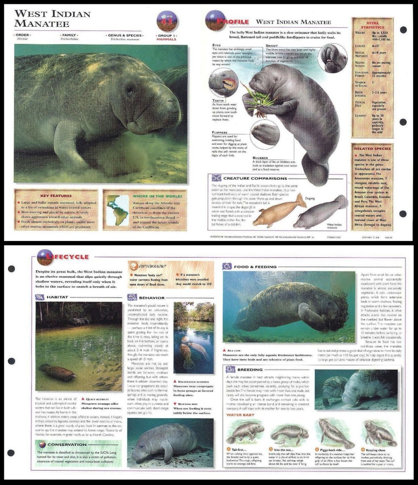 Fold-Out Sheet - West Indian Manatee - 43