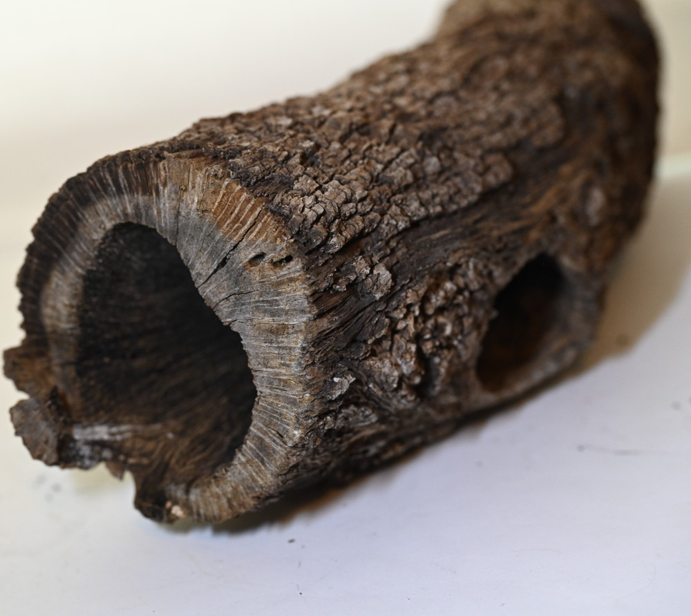 Unique log form woodpecker. Downed tree from Texas