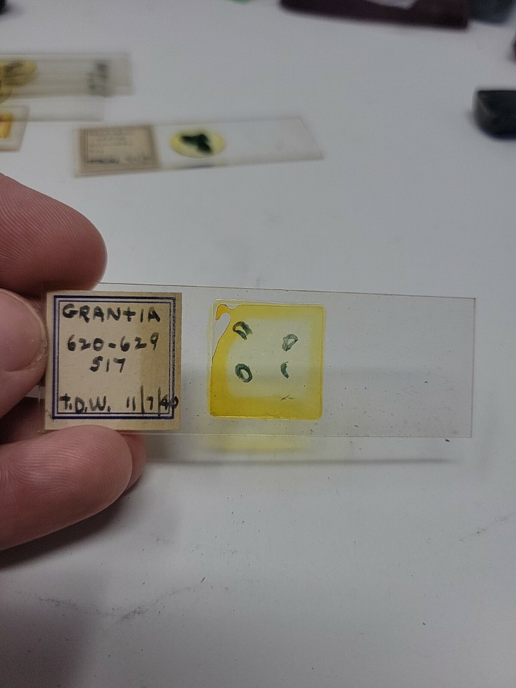 Vintage Microscope Slide 1940