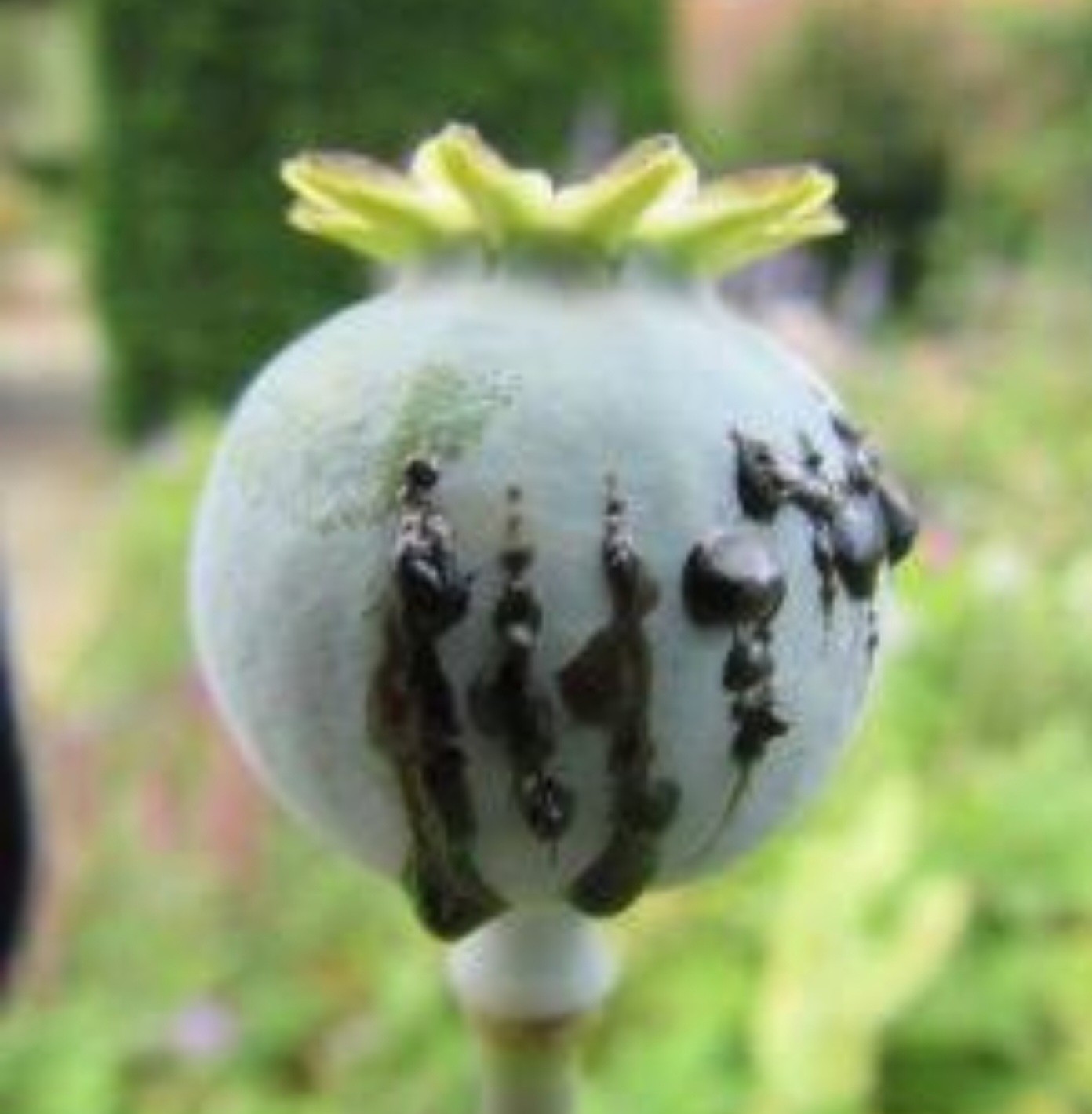 Uk Pharma poppy seeds (P Somniferum) 1.5 gm 5000+ seeds