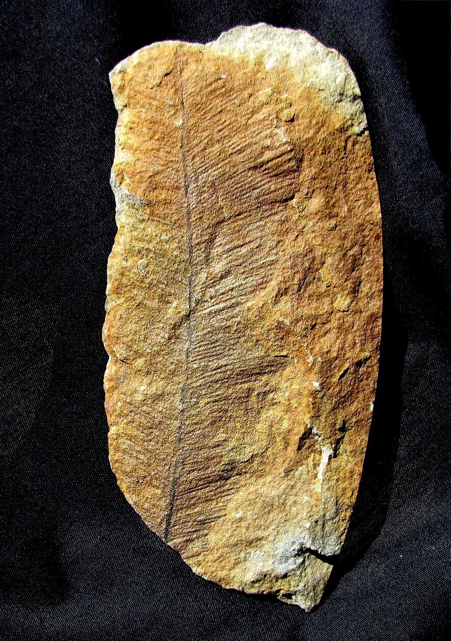VERY INTERESTING & RARE DEVONIAN FOSSIL PLUMALINA PLUMARIA FROM NEW YORK STATE!