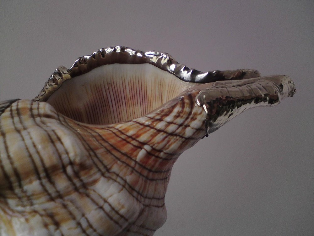 Shankha Silver overlay mounted seashell trapezium horse conch shell