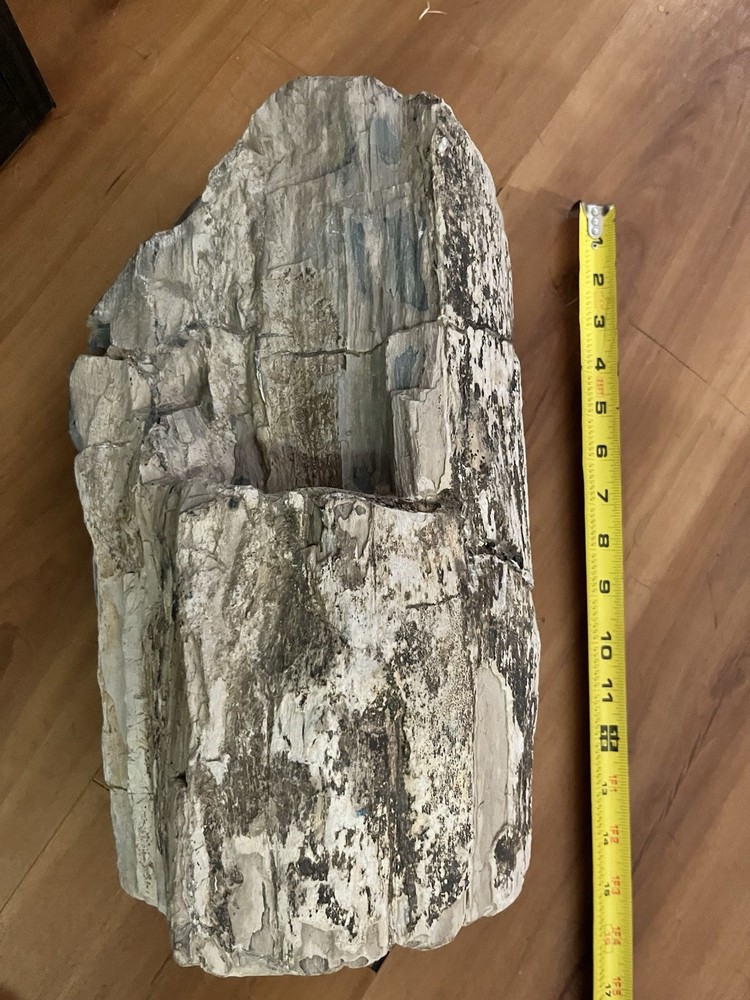 Petrified Wood