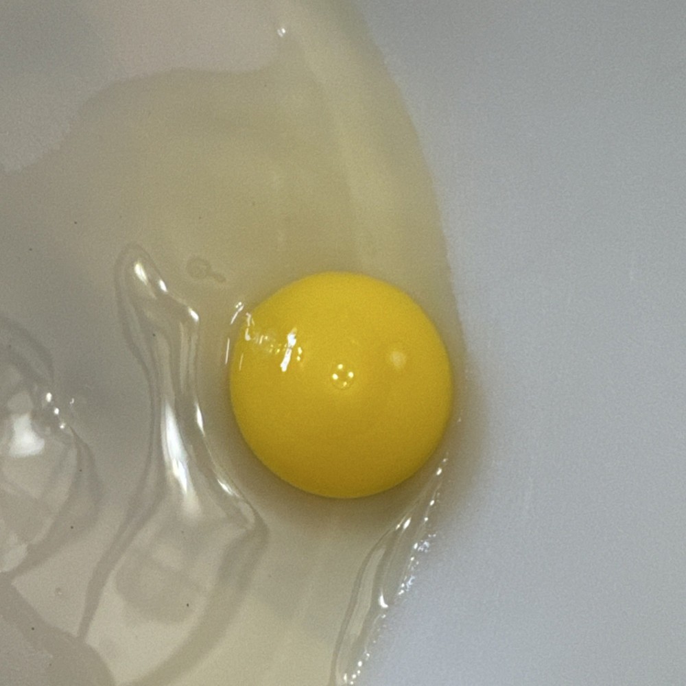 12+ Coturnix Quail Hatching Eggs 🐣 Assorted Colors and Sizes • High Hatch Rate