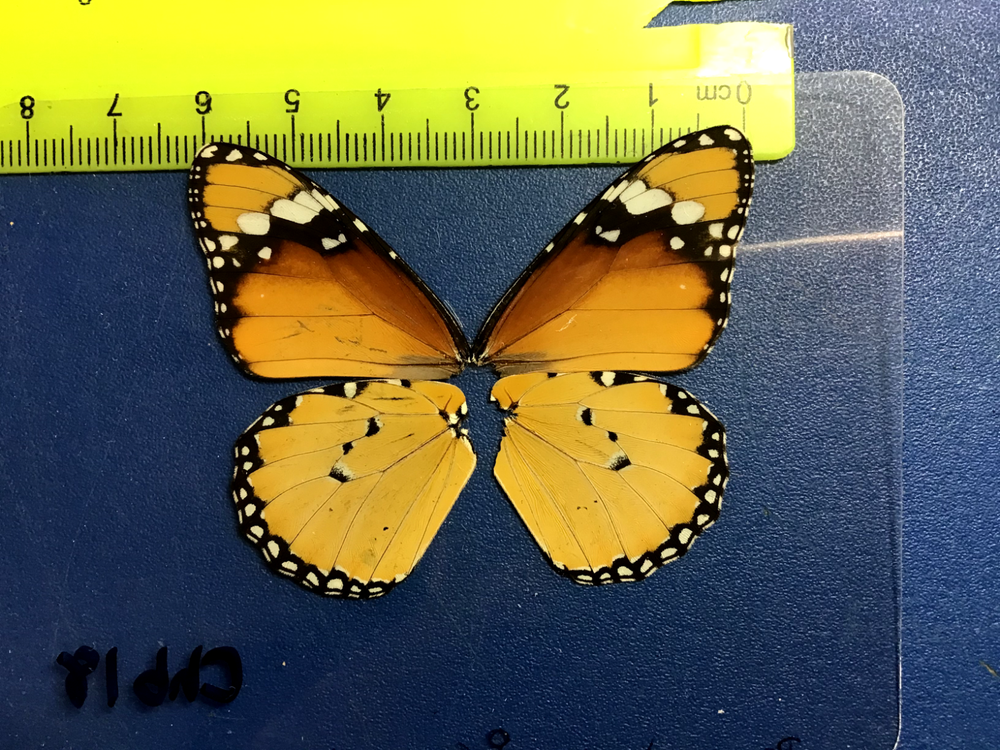 CHB 18 A+/A Danus chrysippus FEMALE