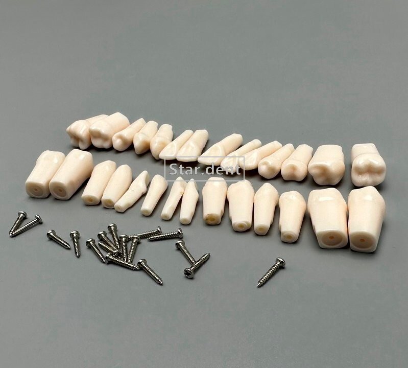 Dental Study Teeth Models Technician Practice Preparation Removable Tooth Nissin