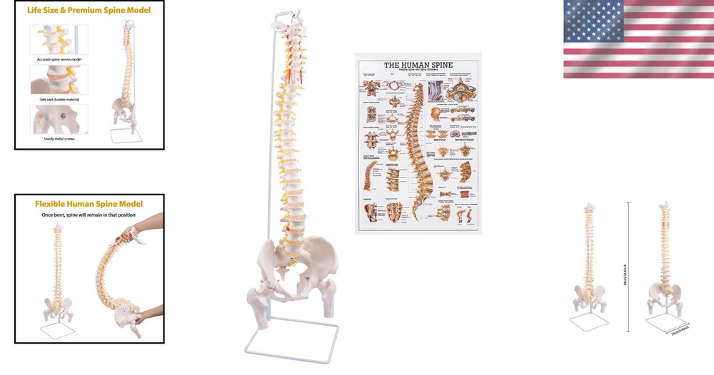 Life Size Spine Model with Stand