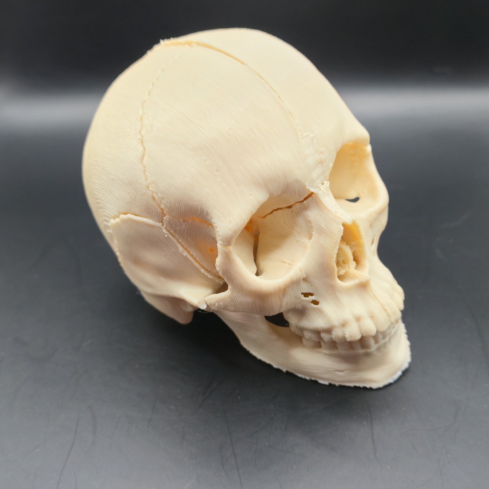 Tiny Human replica mini Skull 3D Print anatomically correct Gag gift 3"