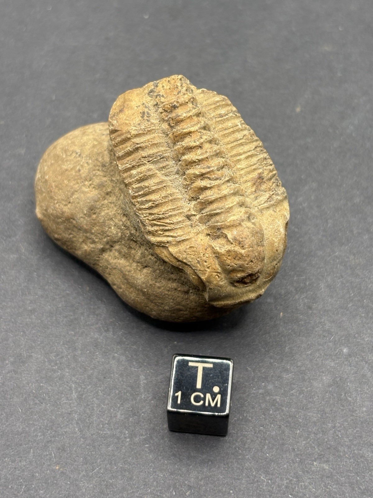 Trilobite Fossil Lot on Matrix-Conasauga Formation, Floyd county, Georgia.