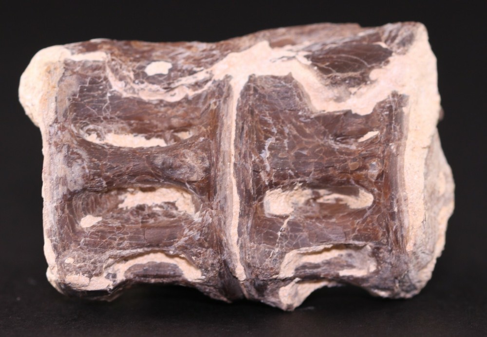 Fossil Fish Ichthyodectes Vertebrae Pair Cretaceous Kansas COA 3405