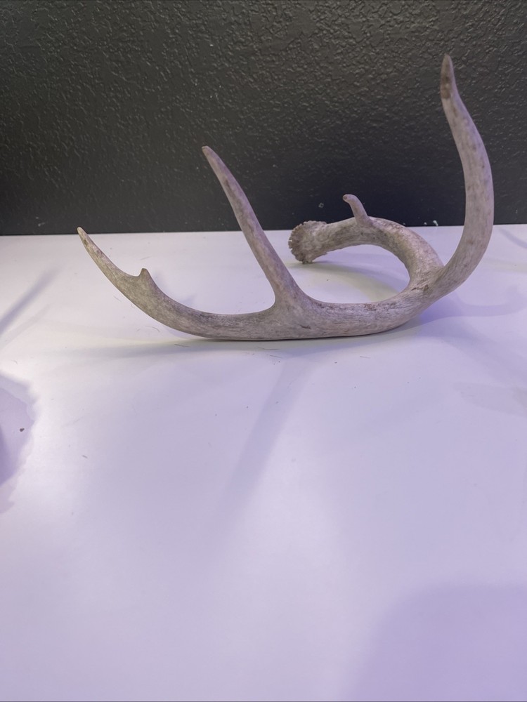 Whitetail Deer Antlers