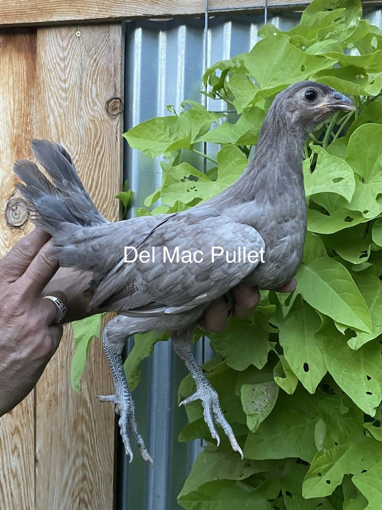 1 Hatching EGGs EGGs