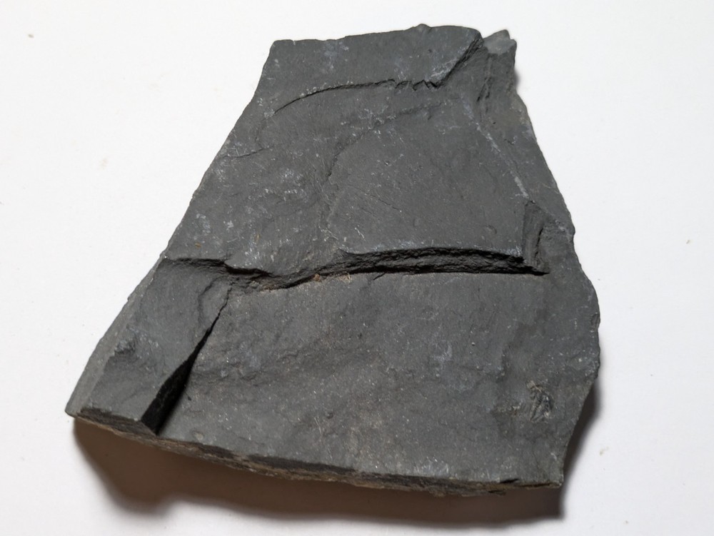 Fossilized Trilobite