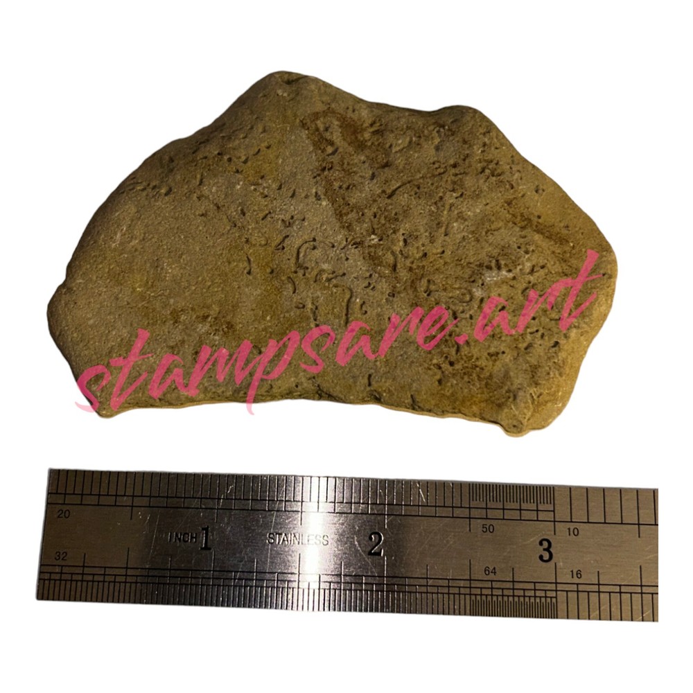 Four Imprint Fossils