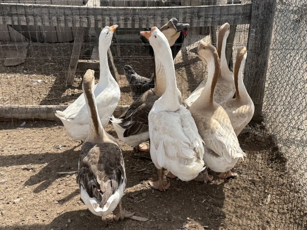 African Dewlap geese Hatching Eggs