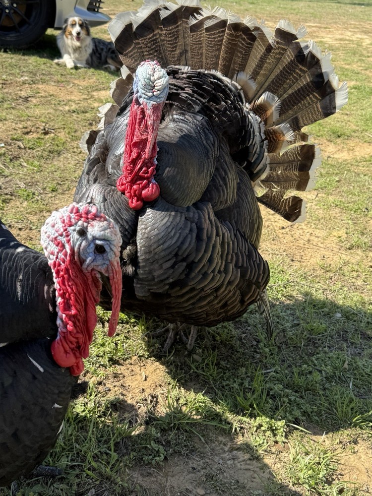 12 Narragansett Turkey Hatching Eggs