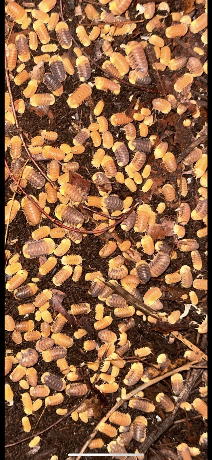 Rubber Ducky/Blonde Rubber Ducky Isopods LAG