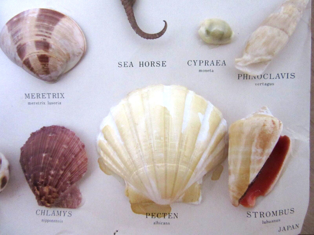 VINTAGE MARSCO SHELL COLLECTION ~ JAPAN