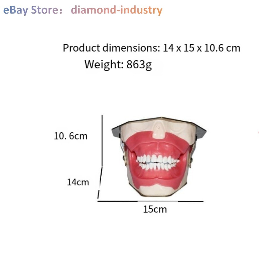 Dental anesthesia, tooth extraction practice dental model tooth simulation model