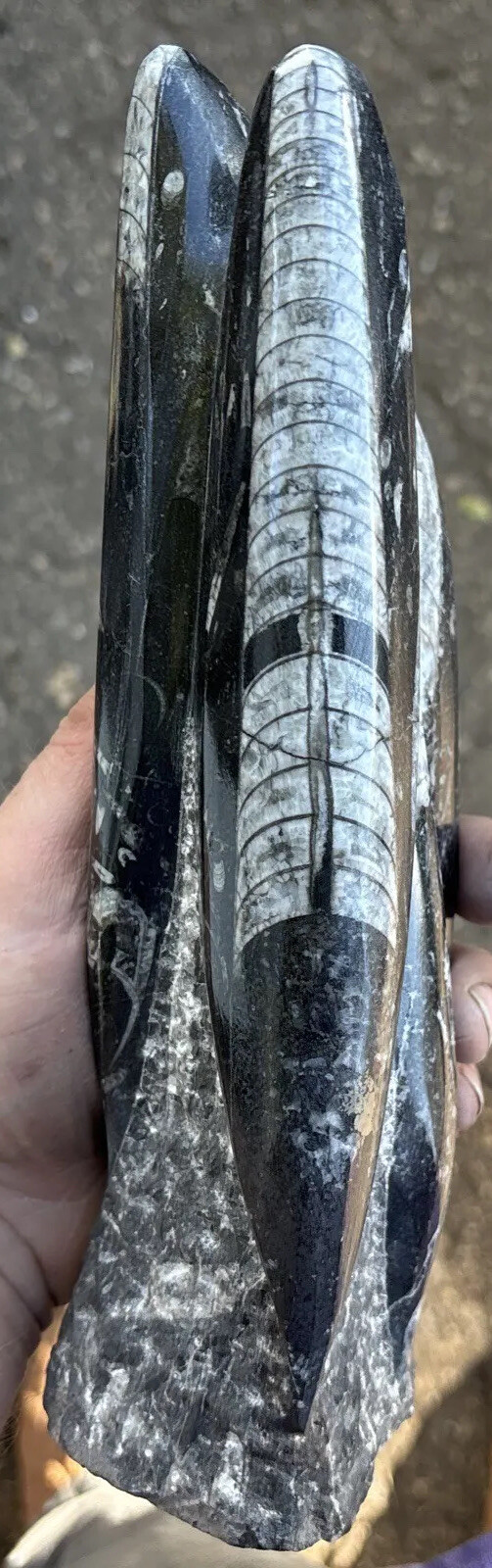 8 Inches tall standing Orthoceras fossil