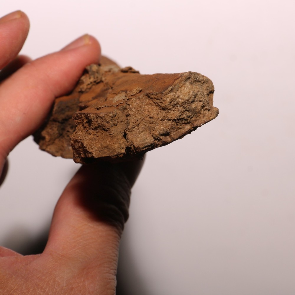 Torosaurus Rib Section - Gorgeous Specimen - Hell Creek Formation Cretaceous