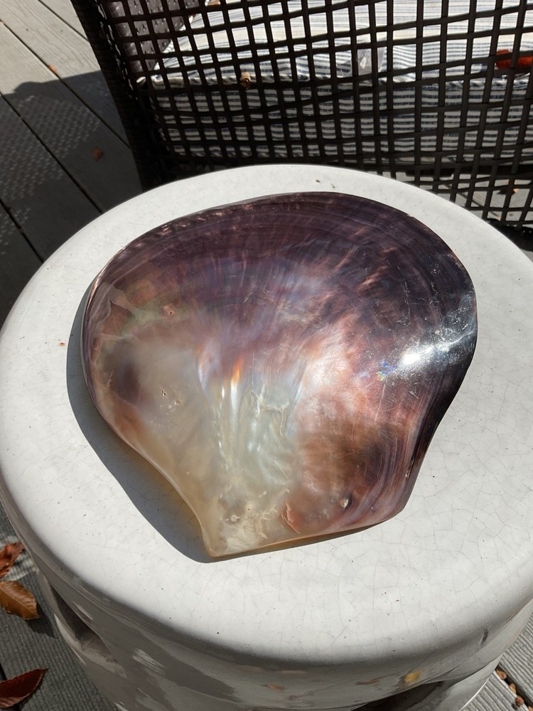 large shell 9” X 8”