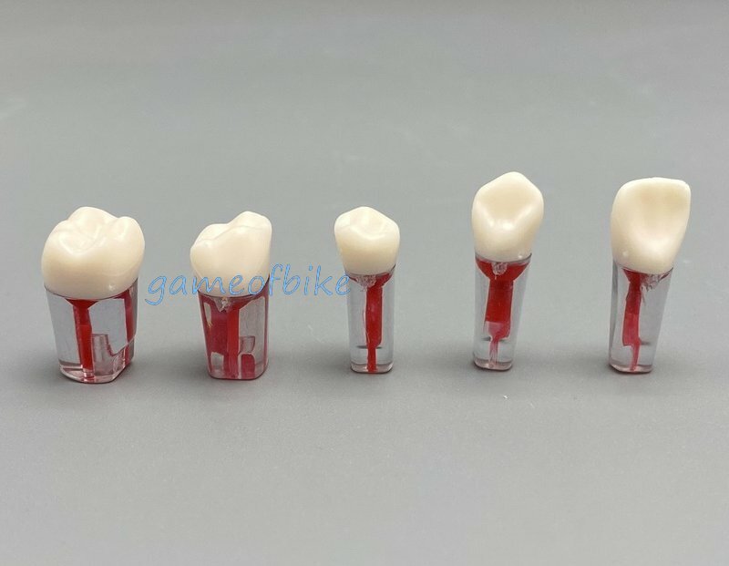 10x Dental Root Canal Teeth Study Practice Model Endodontic Pulp File Injection