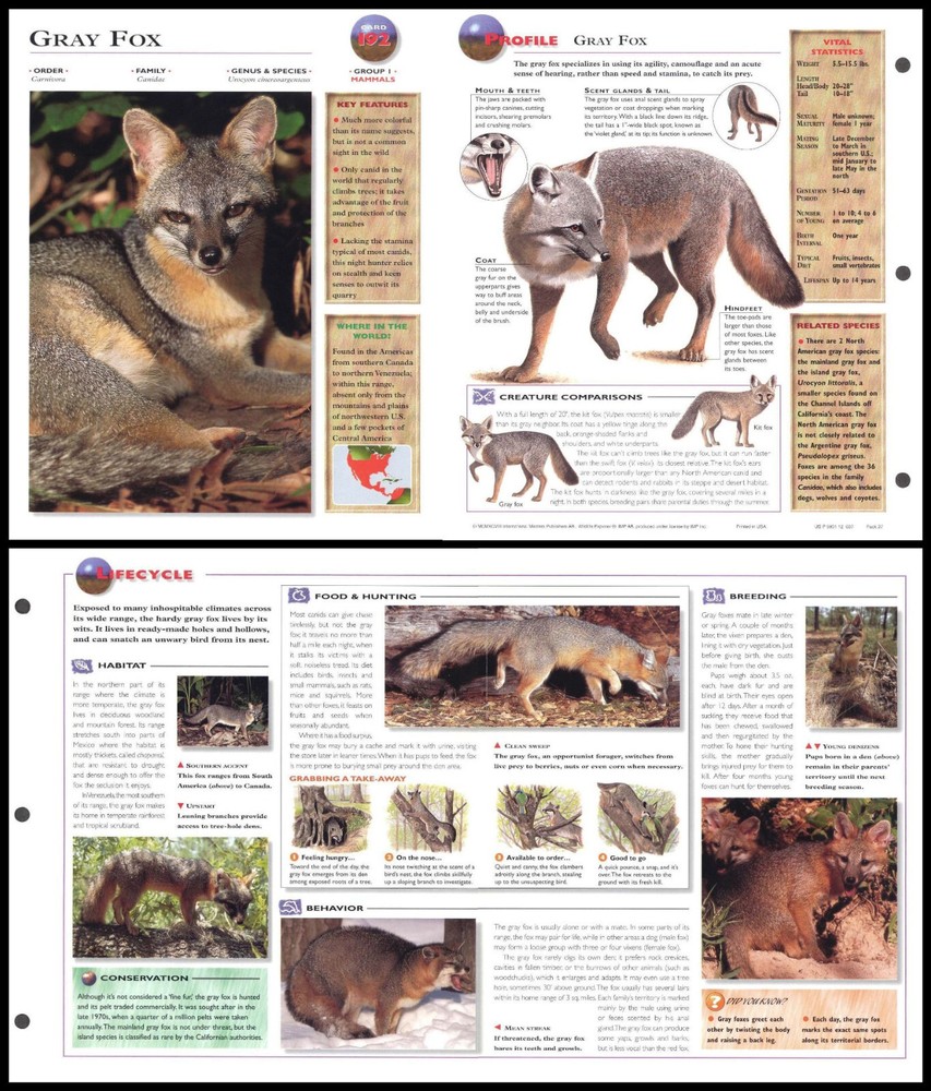 Fold-Out Sheet - Gray Fox - 192