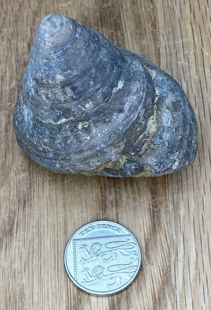 Fossil Specimen, Gastropod, 66mm