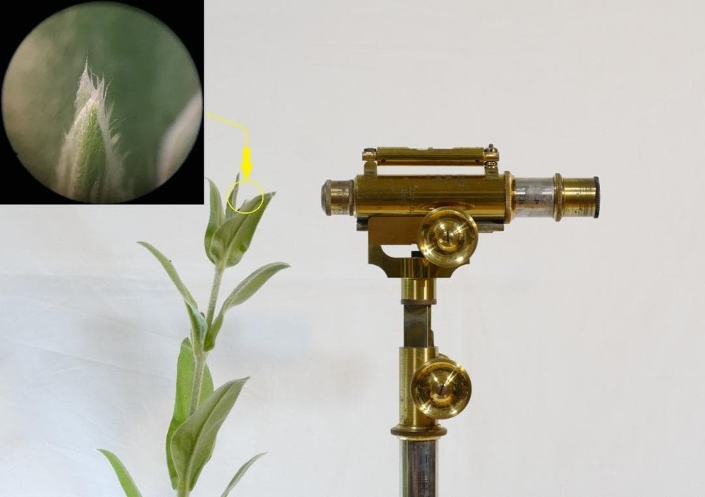 Ernst Leitz VRM 1923 Vertical Reading Microscope Rare Antique Instrument Working