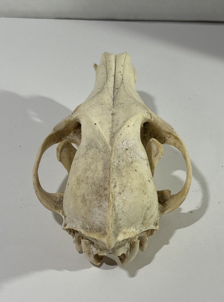 Coyote Skull (Large) - Cabin Decor