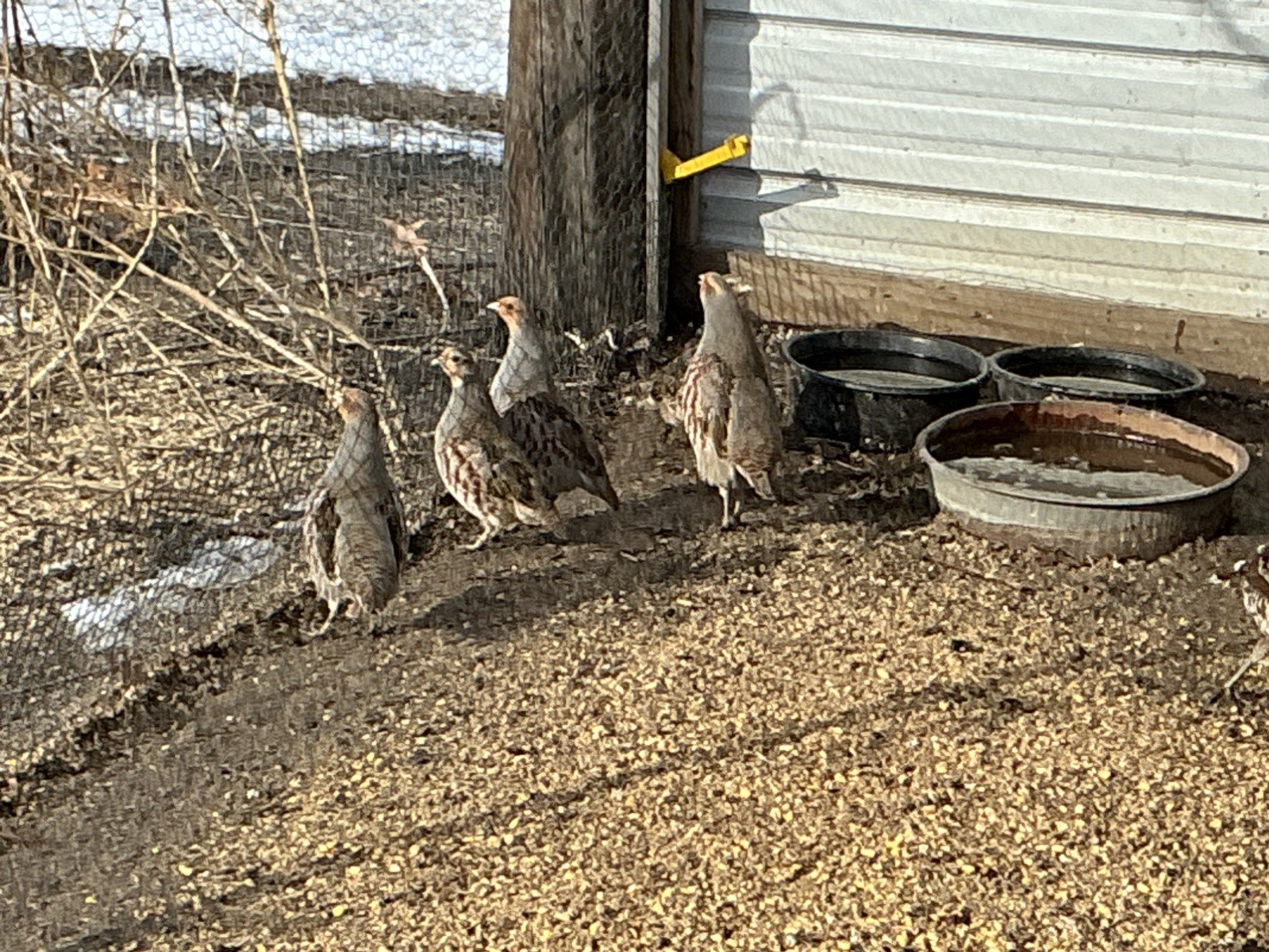 PRESALE Hungarian Partridge Hatching Eggs Qty 16+2 Shipping Late April /May