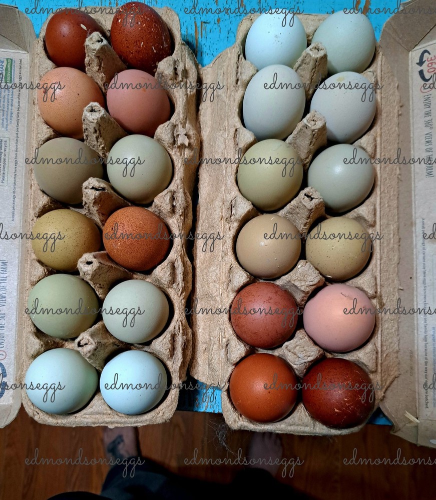 12  Colorful Hatching EGGS.multi Gen Olive EGGER Easter Egger  Free Ranging Mix