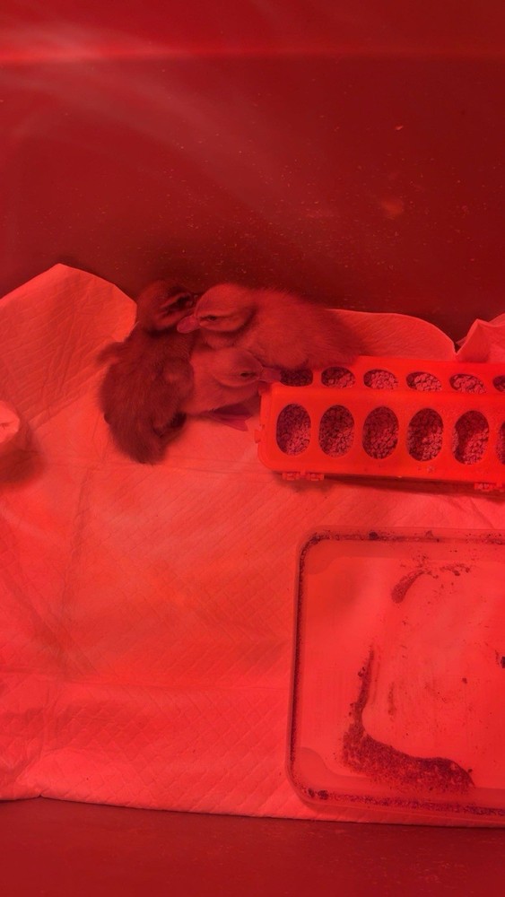 12+ Rouen x buff duck hatching eggs!