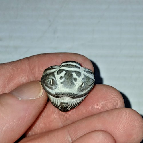 Enrolled Flexicalymene Meeki Trilobite Fossil