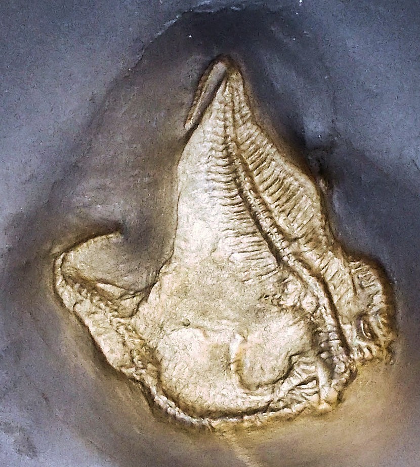 Rare 4.5cm starfish Loriolaster miriabilis; Lower Devonian, Bundenbach, Germany