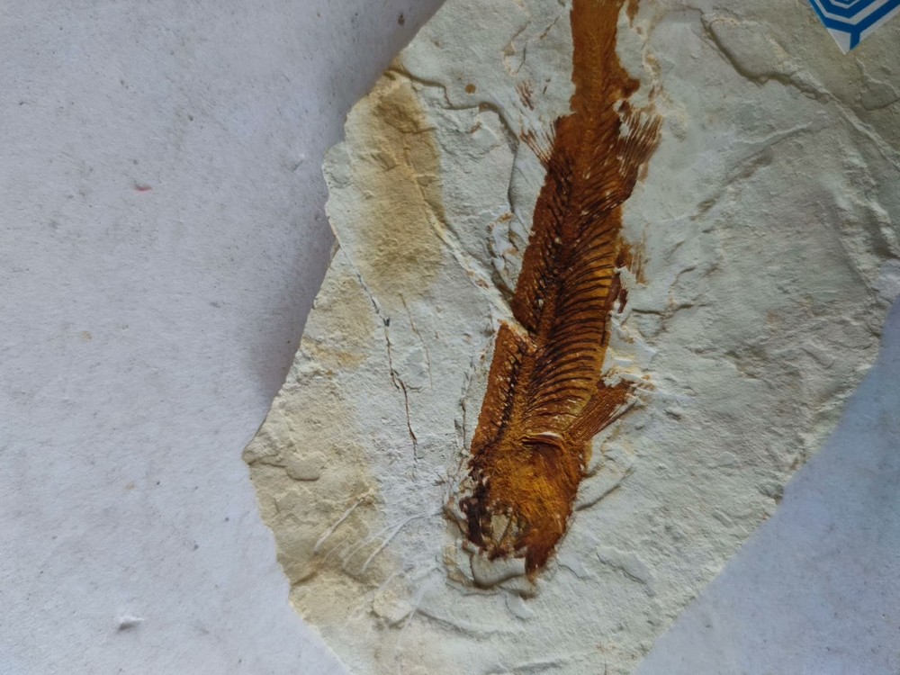 Unique and authentic fish fossils A03