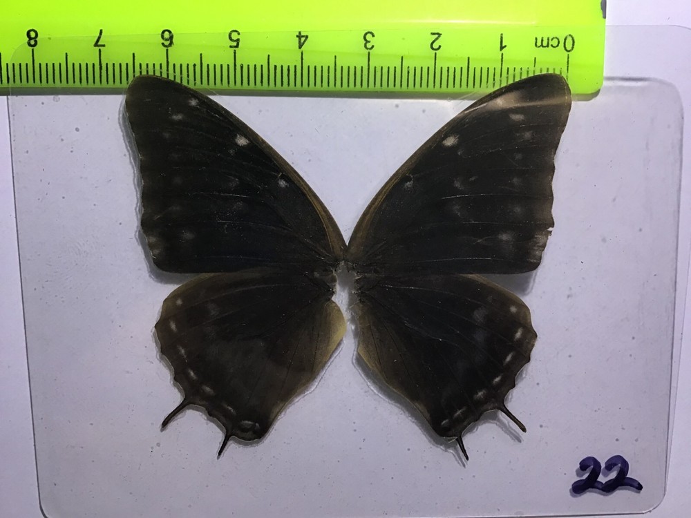 UAC 22 A+/ A Charaxes Nymphalidae Butterfly