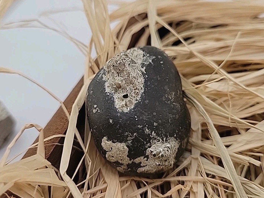 Real Permineralized Reptile Egg Fossil