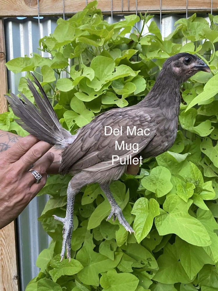 1 Hatching EGGs EGGs