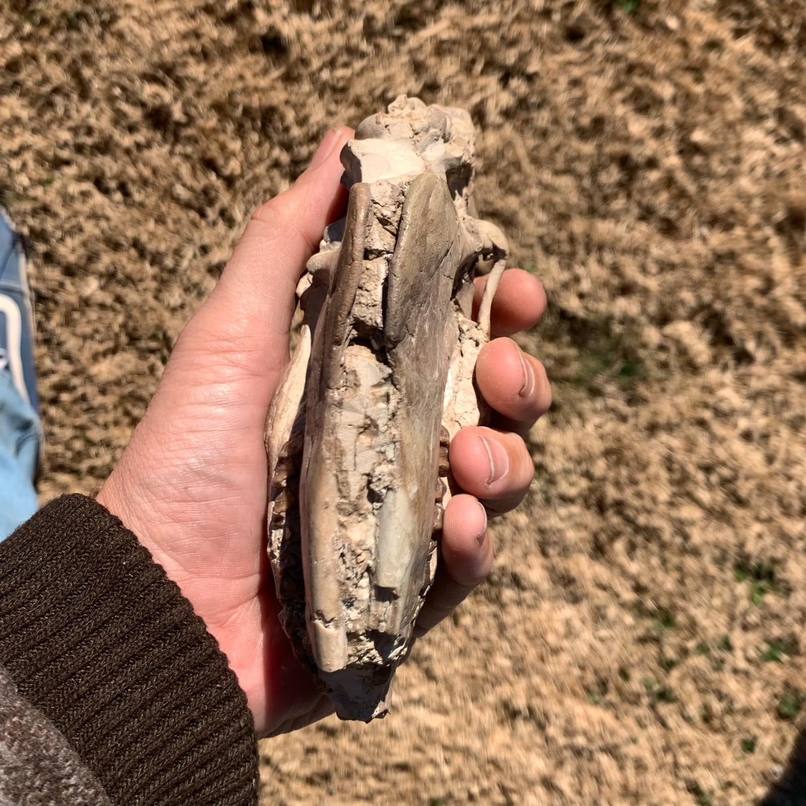 Fossil Horse Skull, Mesohippus, White River Badlands, mammal fossils