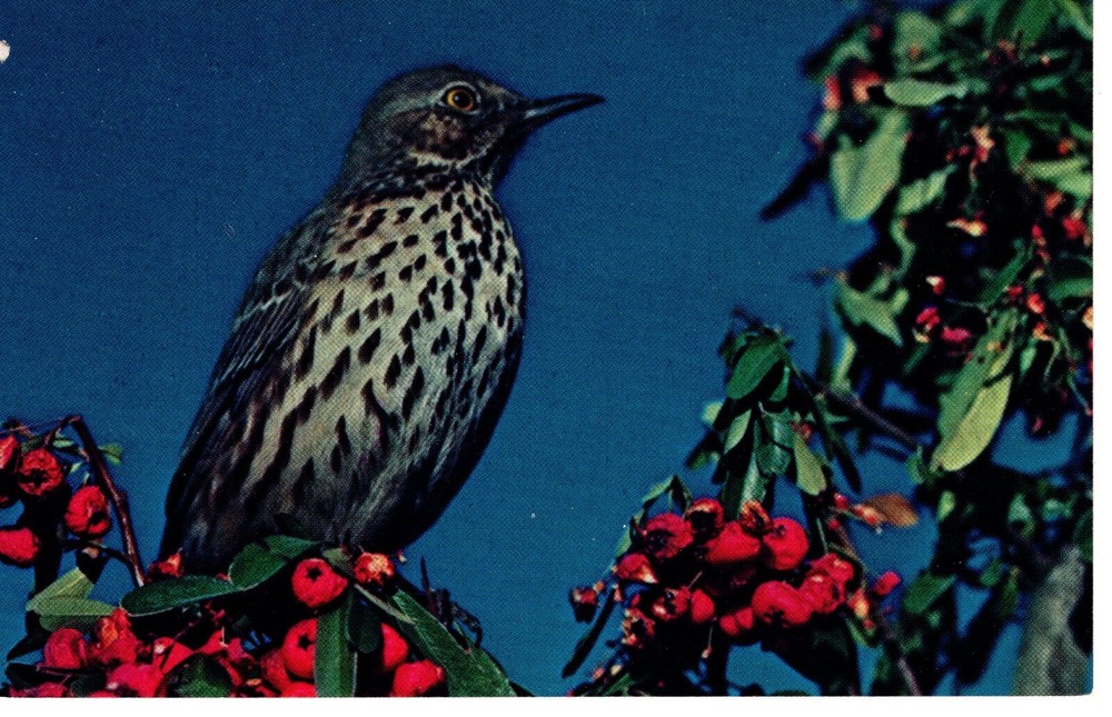 SAGE THRASHER- PC5314