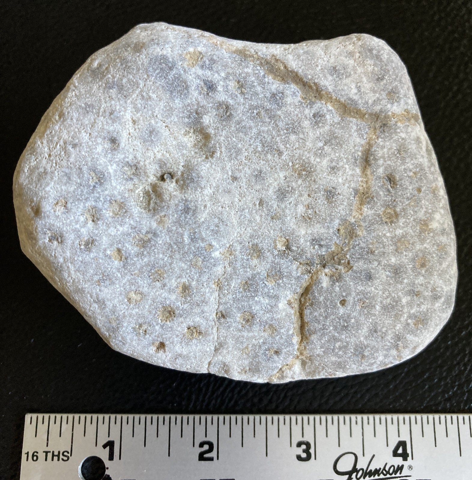 LARGE Michigan Petoskey Stone Hexagonaria Coral Head Fossil 4.2" Specimen 1LB