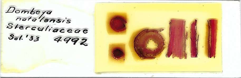 Dombeya natalensis Microscope Slide