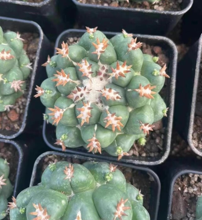 Coryphantha elephantidens Cactus RareSucculent Plant selfroot 6-8CM