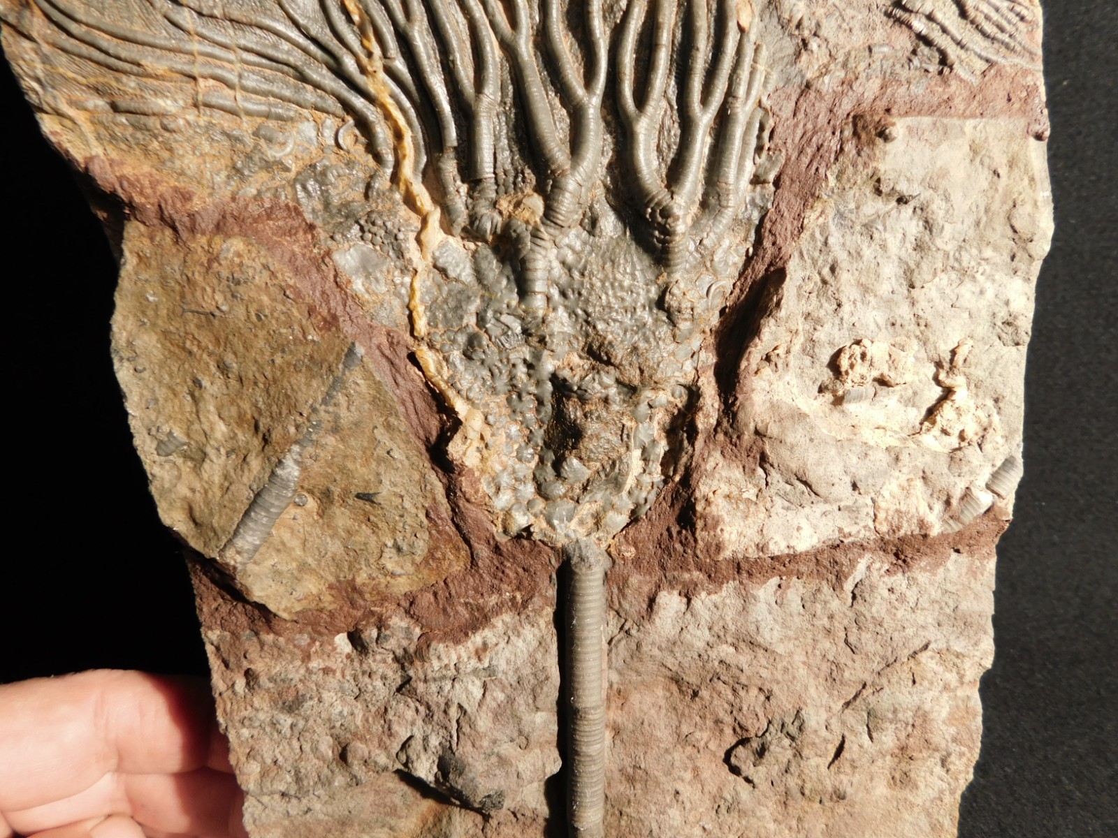 wOw! BIG! 430 Million Year Old! CRINOID Fossil or Sea LILY Fossil Morocco 1144gr