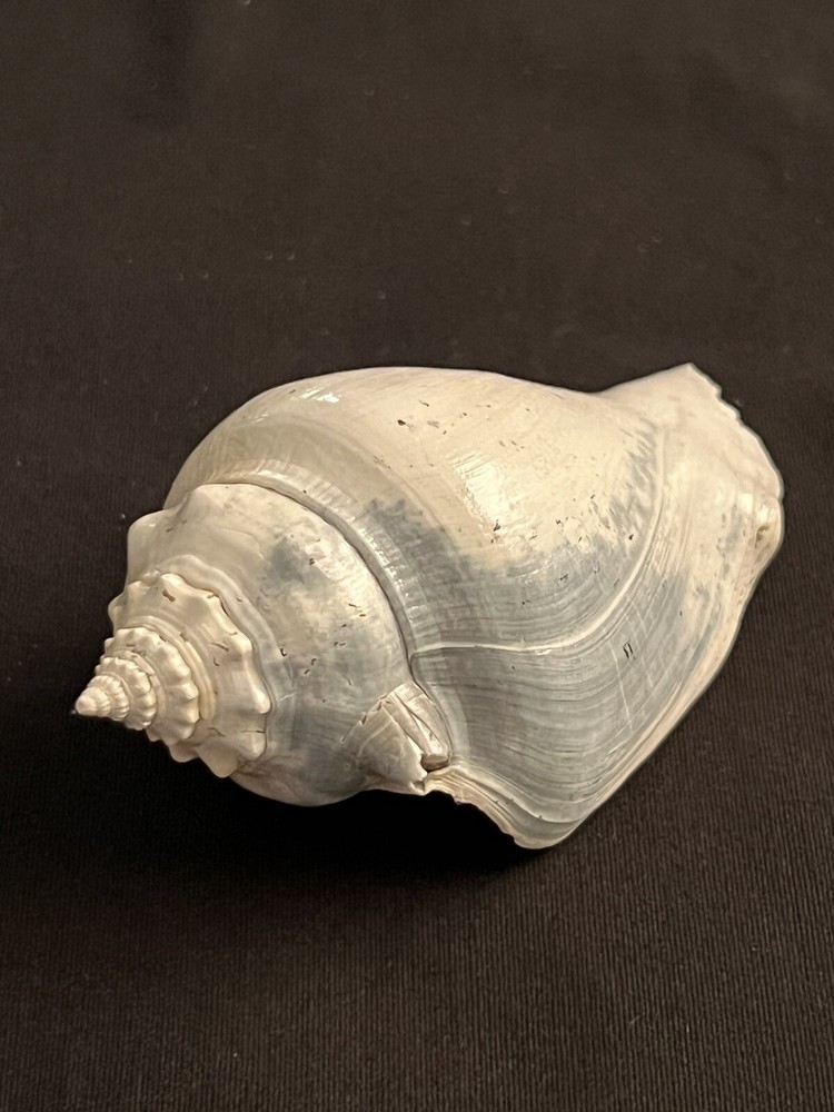 RARE Fossilized FIGHTING CONCH Shell From Central Florida.